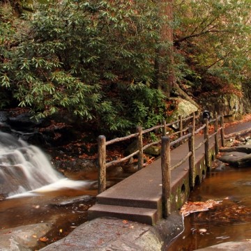 Laurel Falls trail 